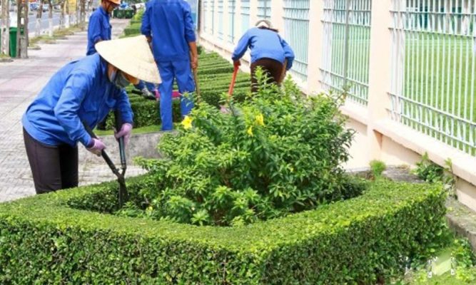 Chăm sóc cây xanh cây cảnh Vinh Nghệ An