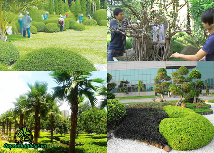 Chăm sóc cây xanh cây cảnh Vinh Nghệ An